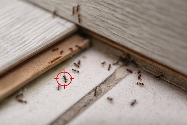 Best Mosquito Control Services  in York, NE