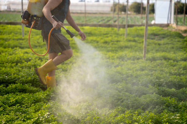 Wasp Removal Services in York, NE