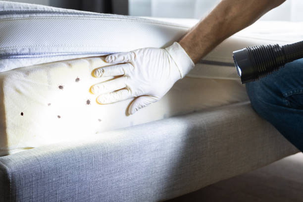 Best Flea Control Services  in York, NE